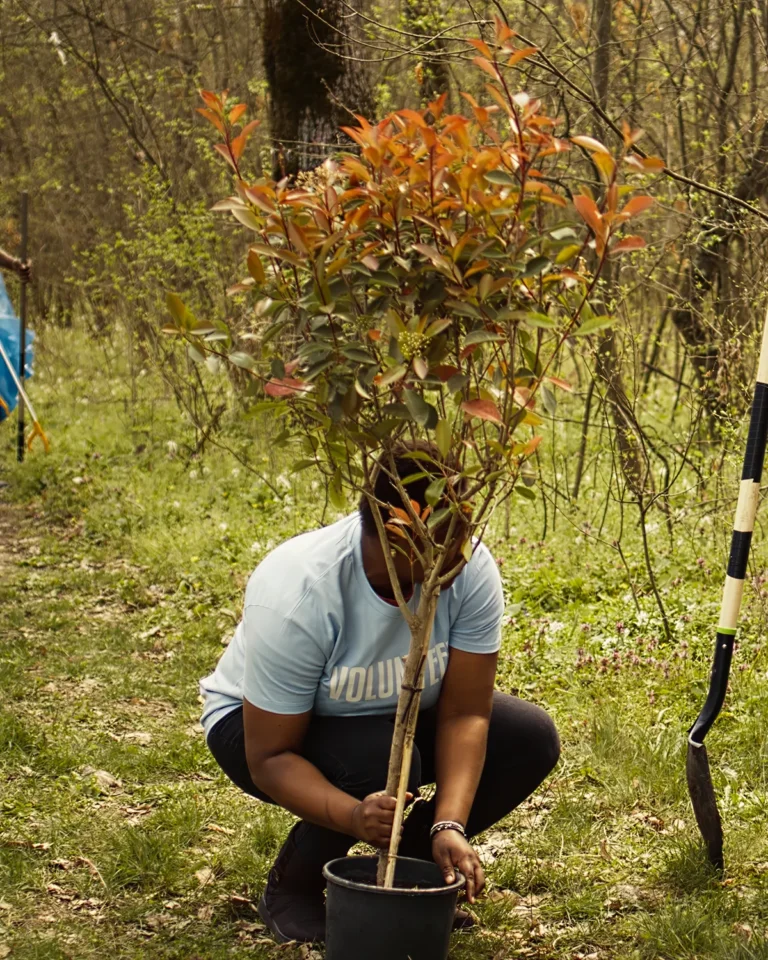 planting trees 1